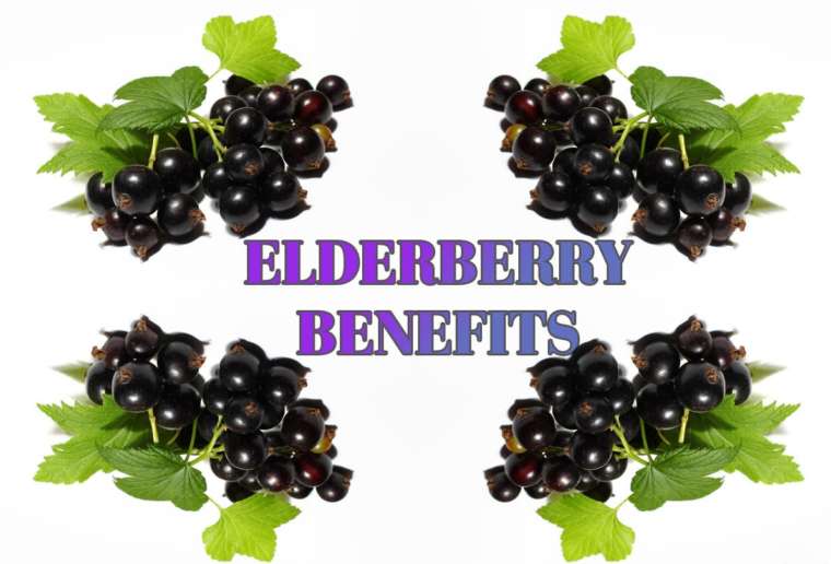 The Benefits of Elderberry | El Paso Texas Chiropractor
