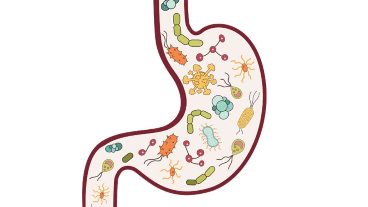 microbiota