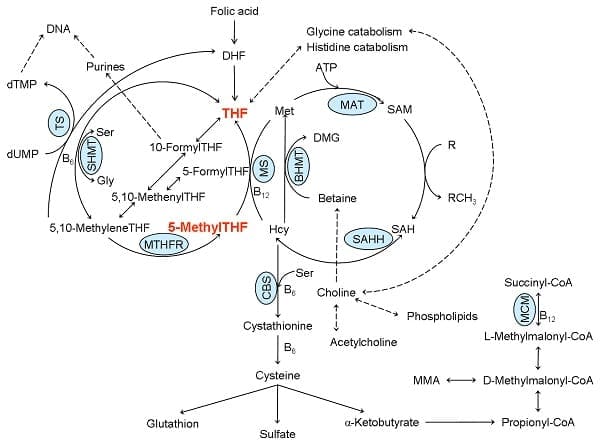 Billede af et folatmetabolismediagram.