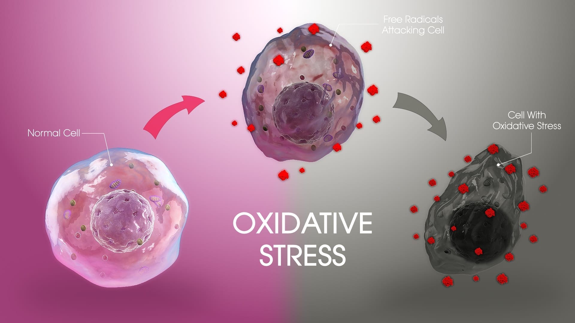 Окислительный стресс организма. Оксидативный стресс. Разрушение клетки. Оксидативный стресс клетки. Свободные радикалы и окислительный стресс.