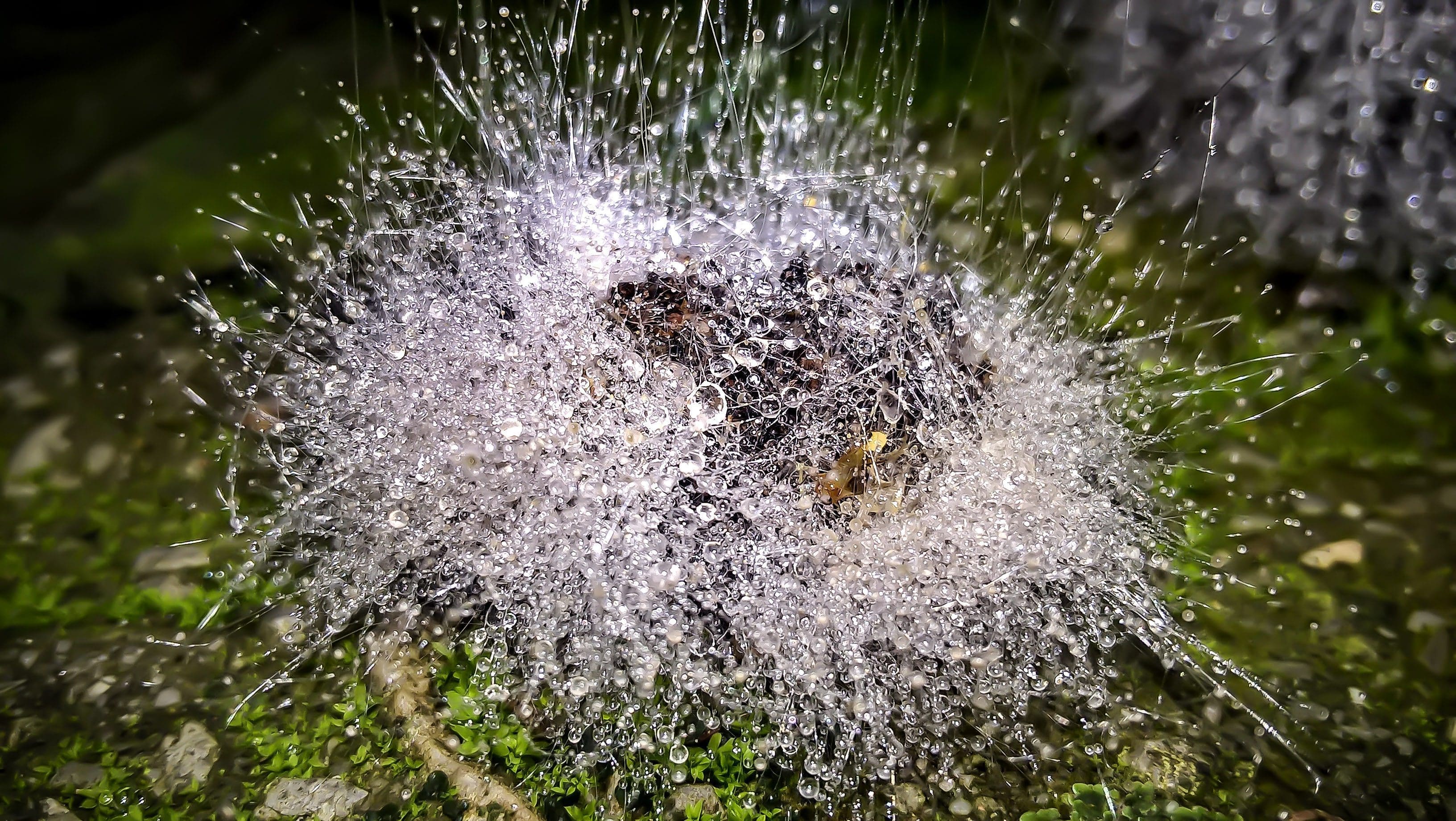 mold