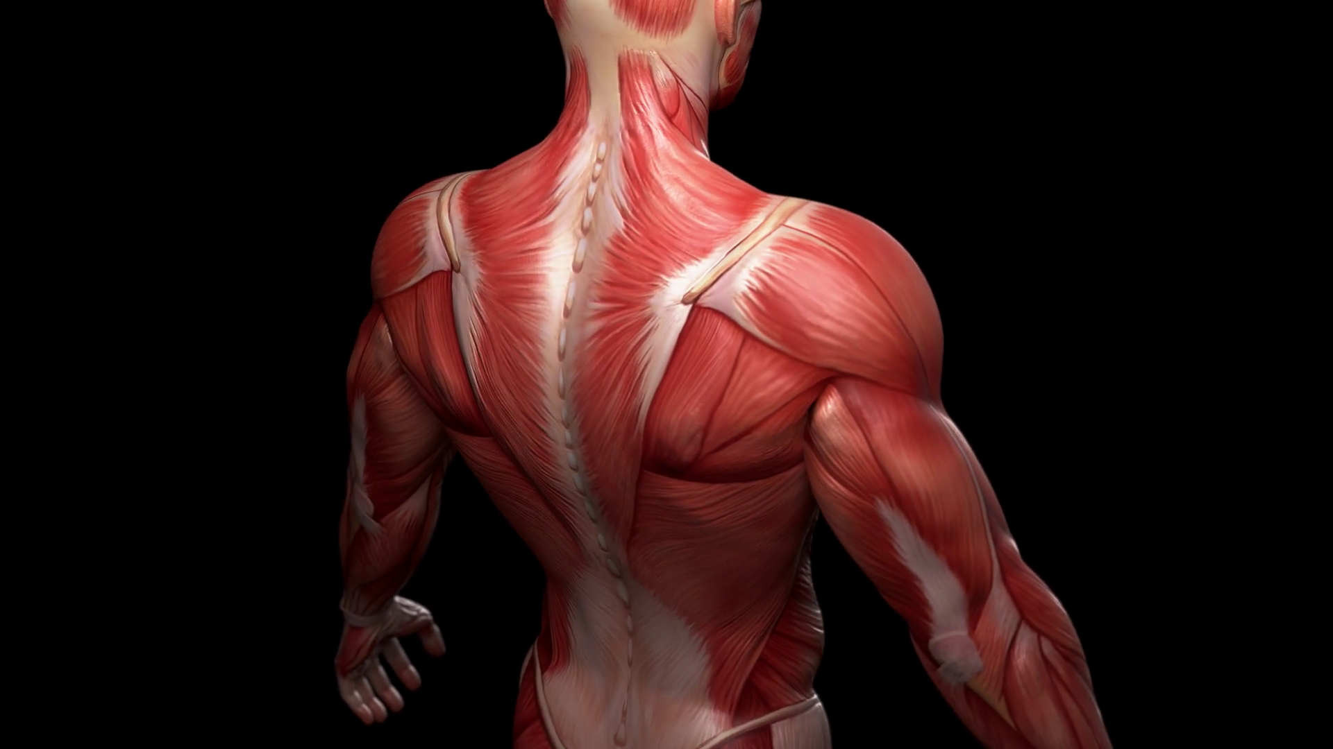 Musculoskeletal and Gut Health | El Paso TX